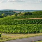 découvrez le véritable rendement financier d'un hectare de vigne en champagne et comprenez les facteurs clés qui influencent la rentabilité viticole dans cette région renommée.