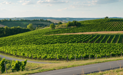 découvrez le véritable rendement financier d'un hectare de vigne en champagne et comprenez les facteurs clés qui influencent la rentabilité viticole dans cette région renommée.