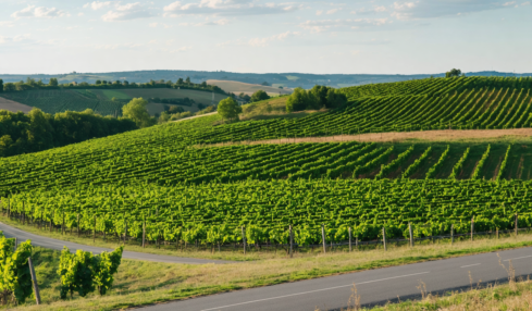 découvrez le véritable rendement financier d'un hectare de vigne en champagne et comprenez les facteurs clés qui influencent la rentabilité viticole dans cette région renommée.